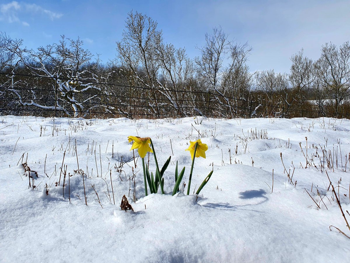TheDalesNT's tweet image. Just as we thought spring had arrived.........winter returns 📷❄️
#WhereHasTheSunGone #NationalTrust #BringBackSpring