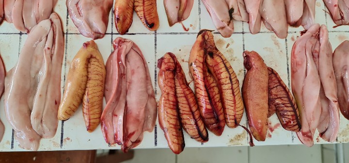 angelperea01's tweet photo. El seguimiento de las pesquerías es básico, brinda valiosa información acerca de la evolución de los indicadores biológicos más importantes para la toma de decisiones, hoy estuvimos con recursos costeros y pelágicos, #caballa #cachema #lisa https://t.co/ljxWDHkcTQ