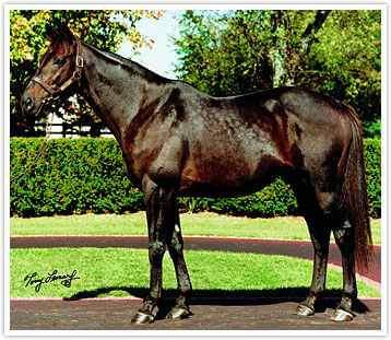 HORSERACING1002's tweet photo. DYNAFORMER (ROBERTO) #Dynaformer a stakes winner. Sired 131 sw. Stood at Wafare Farm and @threechimneyss https://t.co/R1L2Ycn5Lk
