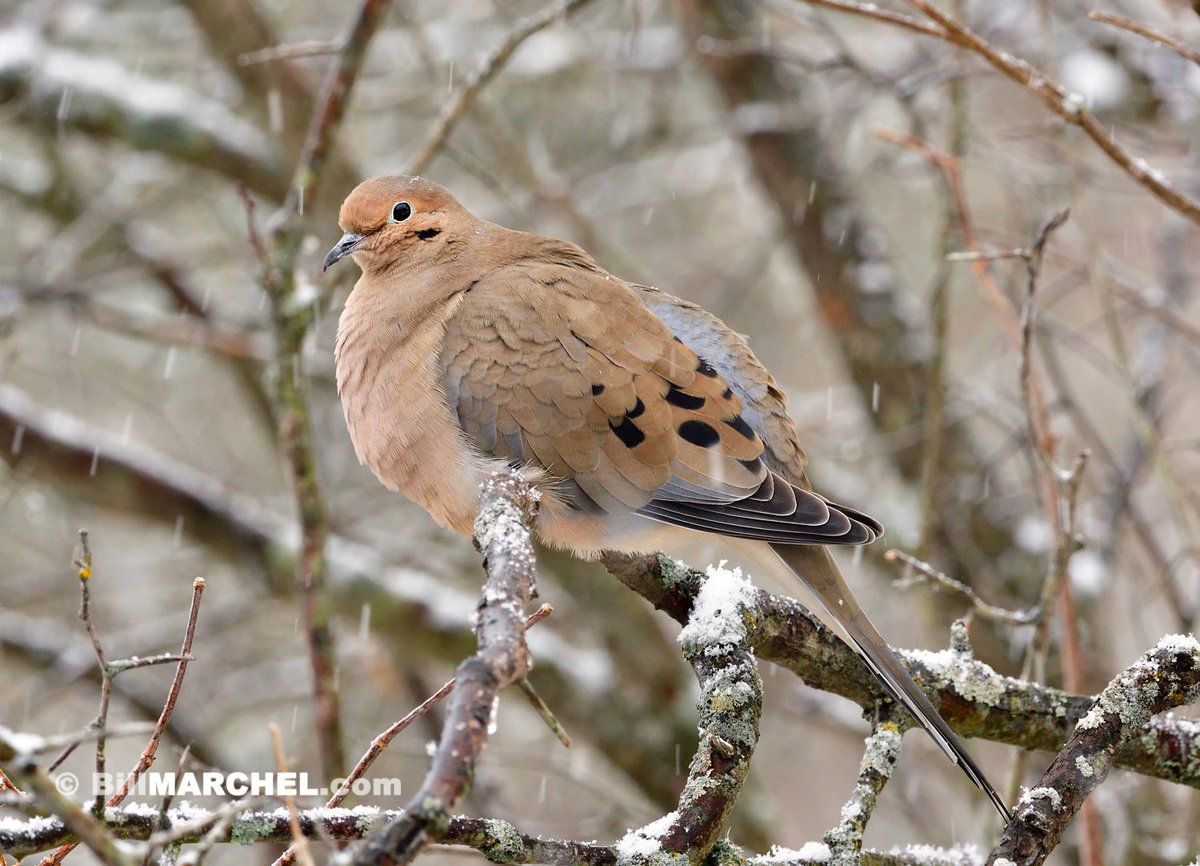 Yesterday, March 30, I saw my first Mourning Dove of the season in central Minnesota. From a weather standpoint, the dove might reconsider its decision to slant northward. https://t.co/DWXHXDOn66