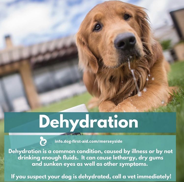 Dog First Aid Oxon tweet media
