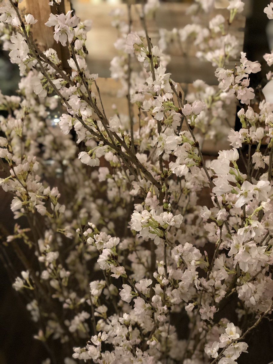 monchouchouf's tweet photo. サクラを飾ってお家でお花見🌸 https://t.co/pOABPrRi6y