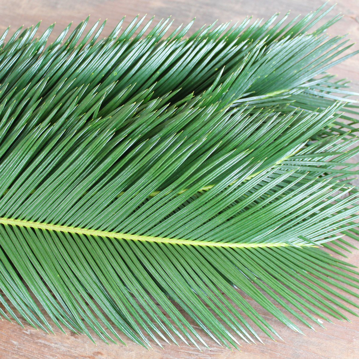 MrLeatherleaf's tweet photo. It's officially SPRING — add fresh #greenery for your designs, like Sago Palm, at #springtime and beyond. 🌿

Shiny and fresh, and available online year-round in 10 and 15 bunch boxes.

🌿 #AmericanGrown
💥 FREE FedEx Shipping
📦 Available at Wholesale

https://t.co/UlKfuoVGjL https://t.co/WU4ln8UVZb