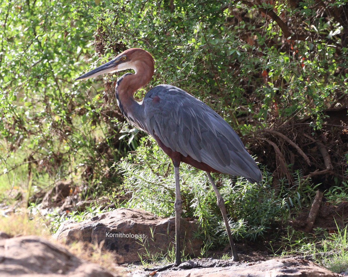 KOrnithologist's tweet photo. The world's largest heron, The Goliath Heron
#BirdsSeenin2022 #Kenya #IndiAves #TwitterNatureCommunity #birdwatching #birding #bird #Canon #canonphotography #IOTD #photographylovers #photography #nature #BirdPortraits #BirdsPhotography #PhotoOfTheDay #ThePhotoHour #PhotoMode https://t.co/Zh1Bme2IZo