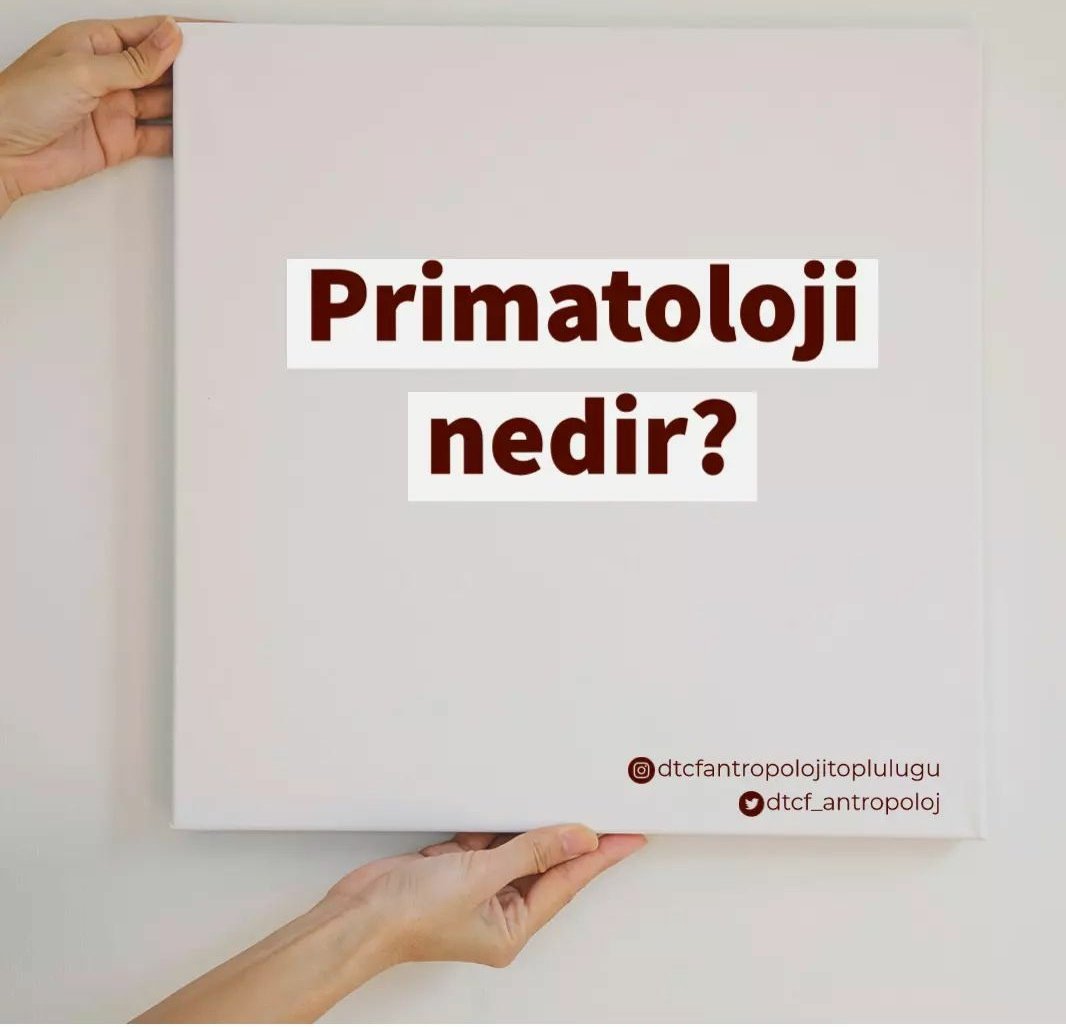"Primatoloji en basit tanımıyla, hayvanlar aleminin, memeli sınıfında yer alan maymun benzeri canlıları içeren takımın adıdır."
Güfem Uysal- Maymunsan
