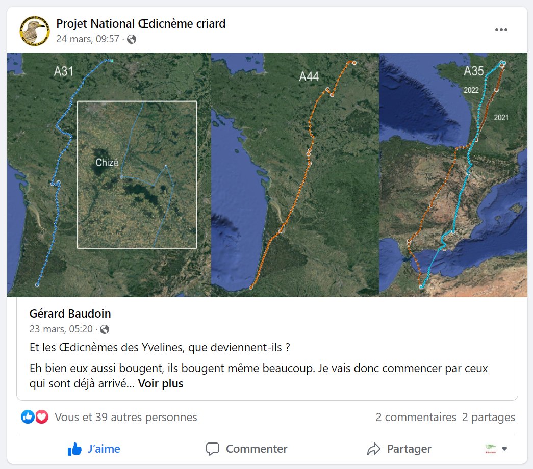806 km et 11h de vol sans mettre la patte au sol, des pointes à 124km/h. Les #oedicnèmes sont de retour d'Afrique du Nord ! Equipés de puces GPS, nous vous en parlions ici tinyurl.com/bdev3y34. Ils sont à suivre sur @ProjetNationalOedicnemecriard
Avec epone-environnement.org
