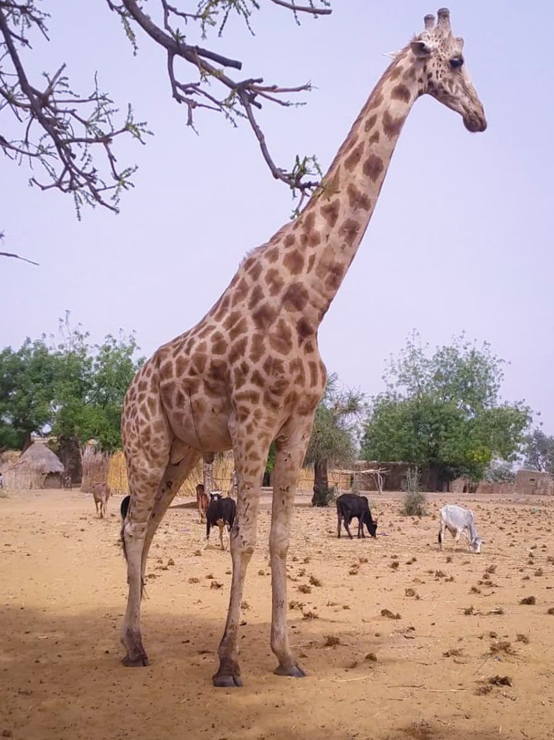 AsgnNiger's tweet photo. Un bel exemple de cohabitation Girafe et animaux domestiques.

Cette girafe a été vue entrain de pâturer près de quelques bovins ce jour à proximité du village de Sourgourou Commune Rurale de Kiota.

📸📸 : Photo prise par un animateur de l'ASGN https://t.co/YA2WMQoJ6k