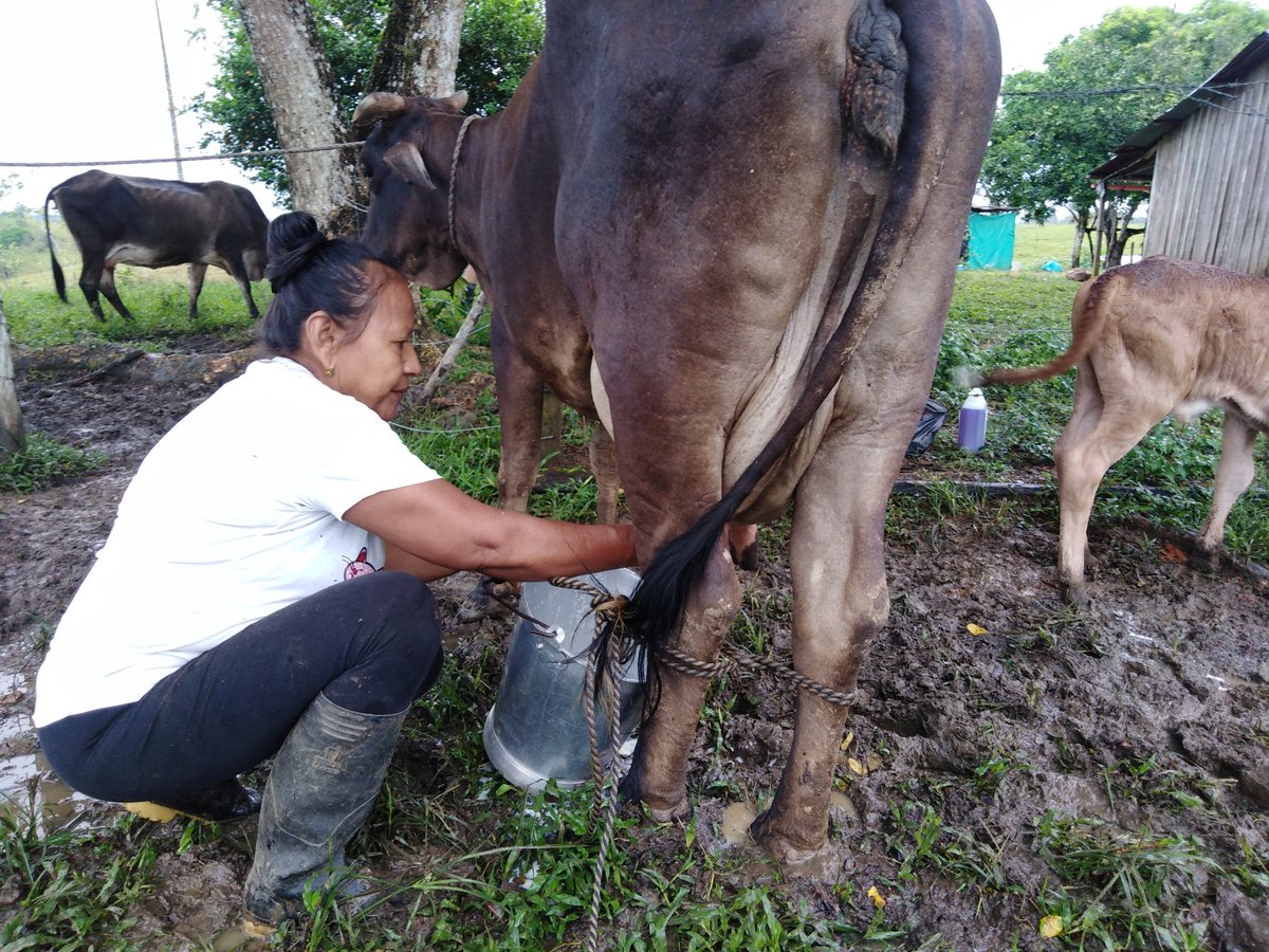 MisionVAmazonia's tweet photo. Maria Manios pequeña ganadera de La Montañita #Caquetá en la #Amazonia y beneficiaria de #ICOPOS financiado por @Col_Sostenible1 le apuesta a la construcción de paz con producción sostenible, reconversión ganadera y sistemas silvopastoriles #LaPazEsConHechos #ElPDETEsDeTodos https://t.co/sW3cKHle01