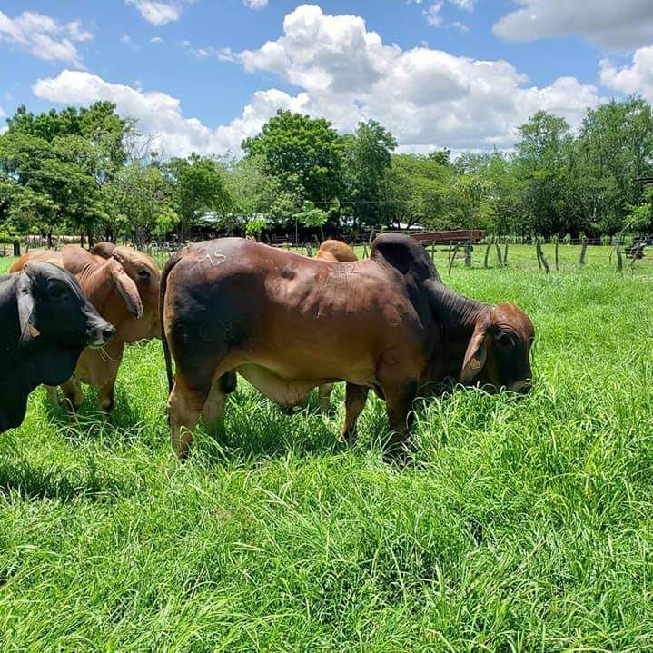 FerminVallejos1's tweet photo. En Nicaragua 🇳🇮 la economía crece, y la recuperación económica es un hecho, según el banco Central de Nicaragua en el mes de Enero las exportaciones crecieron un 33% respecto al mismo mes del año pasado. 
Los rubros líderes son: Agropecuario, Manufactura y Mineria. https://t.co/NcUHk0DpZ4