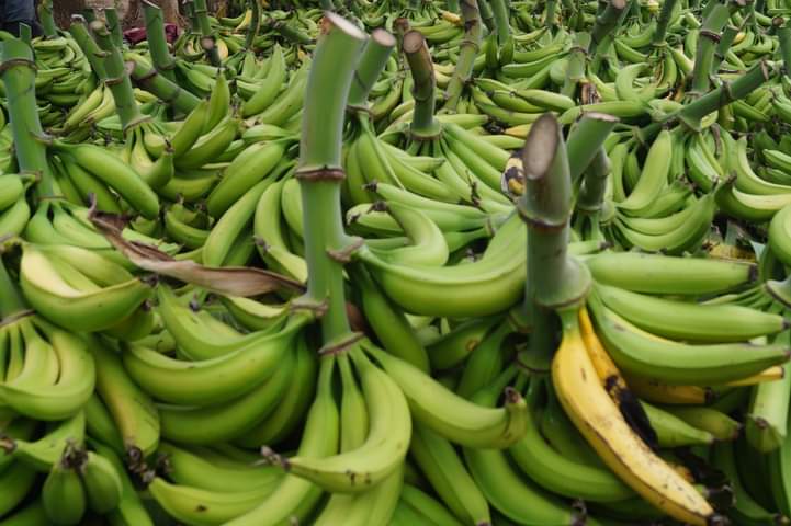 FerminVallejos1's tweet photo. En Nicaragua 🇳🇮 la economía crece, y la recuperación económica es un hecho, según el banco Central de Nicaragua en el mes de Enero las exportaciones crecieron un 33% respecto al mismo mes del año pasado. 
Los rubros líderes son: Agropecuario, Manufactura y Mineria. https://t.co/NcUHk0DpZ4