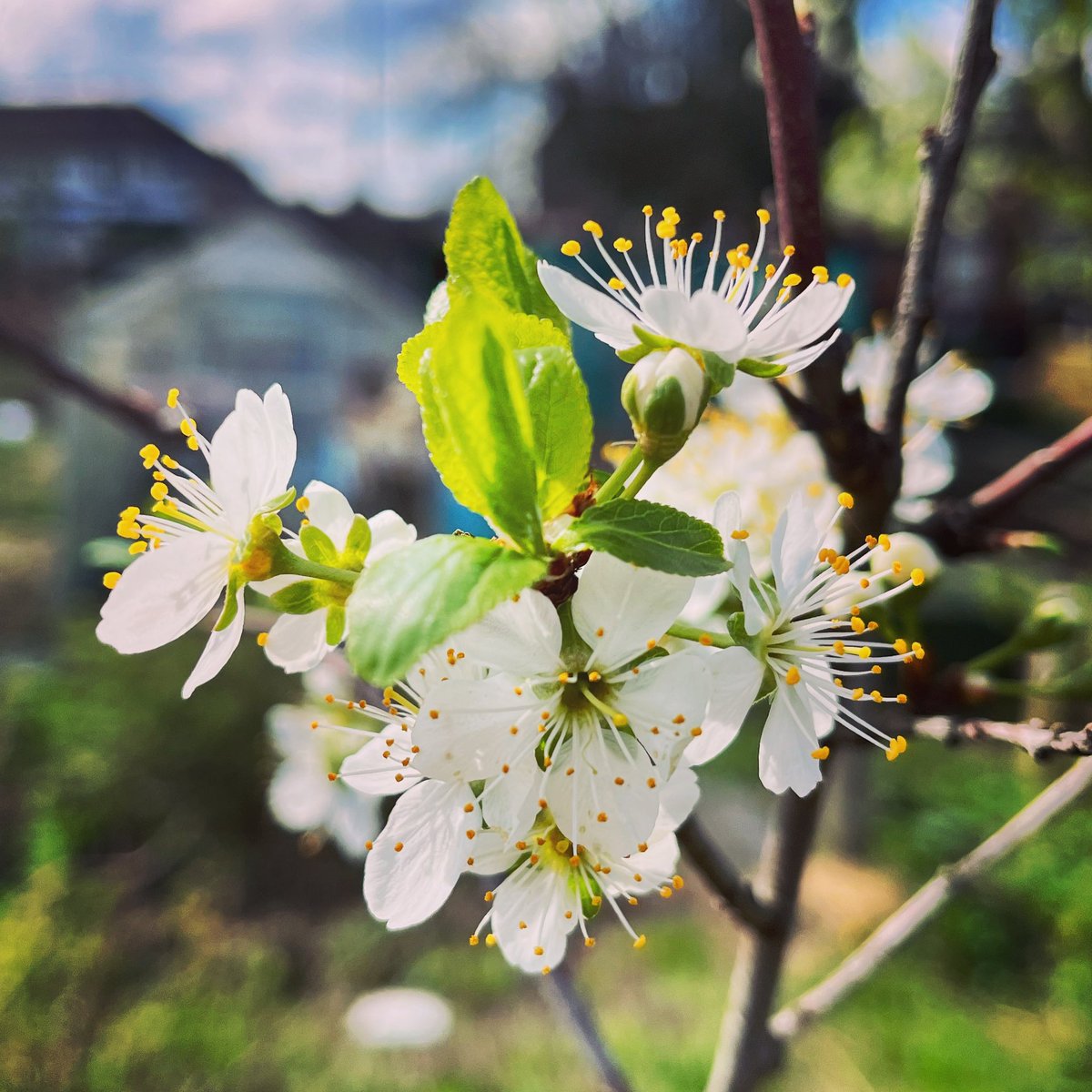 The greengage has not only survived the move but is happy enough to flower! #gardeningwithjason #allotmentlife #greengage #growingfruit #urbangardening