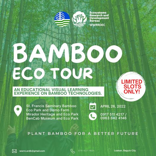 DENROfficial's tweet photo. DYK: One of the fastest means to rehabilitate watershed areas, increase forest cover, and control erosion and siltation is by planting bamboo.
JOIN: Bamboo Eco Tour, Apr.26, 2022
PS: The tour is exclusive for Regions 1, 2, 3, and CAR participants. REGISTER:https://t.co/Z50wywDWuR https://t.co/UDLqdIYgLB
