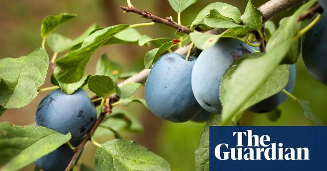 Researchers from <a href="/UniofReading/">Uni of Reading</a> &amp; #Oracle have developed a website, so that fruit trees flowering can be tracked &amp; recorded. Find out more in the <a href="/guardian/">The Guardian</a> #climatechange story here: bit.ly/3wP58Or