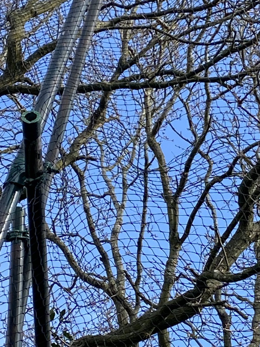 Concrete_land's tweet photo. Nets at Coombe Wood Golf Course haven’t lasted the Winter, full of holes and lashed together with cable ties, making them even more treacherous for wildlife https://t.co/fSloIeLTTf