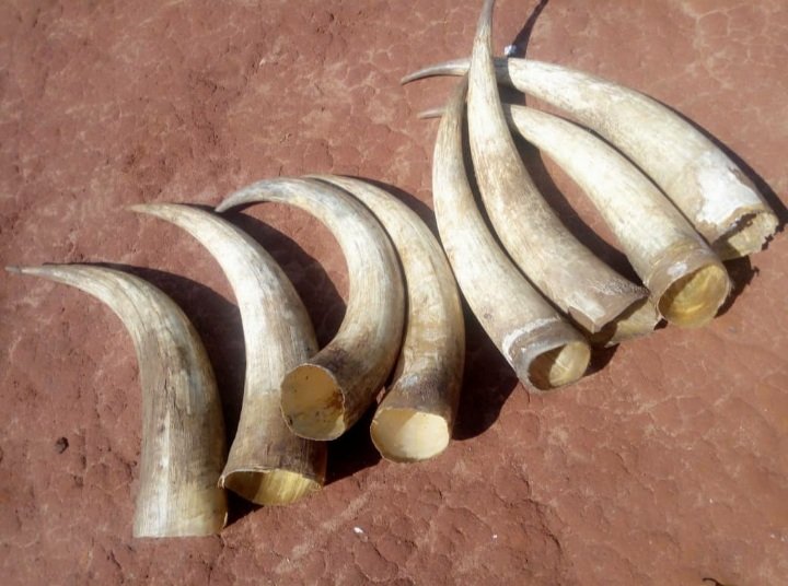AmosAnatory_'s tweet photo. Tunanunua pembe za ng'ombe kutoka mikoa yote ya Tanzania.

Pembe tunazonunua zinapaswa kuwa na sifa zifuatazo;
- Ziwe nyeupe au za kaki.
- Zisiwe na mistari kwa ndani na nje.
Tazama picha kwa ufafanuzi zaidi.
Tunanunua kwa kilo.
Kilo moja ni Tsh 5,000/=
Wasiliana nasi 0718228088 https://t.co/dBDWpO2cRA
