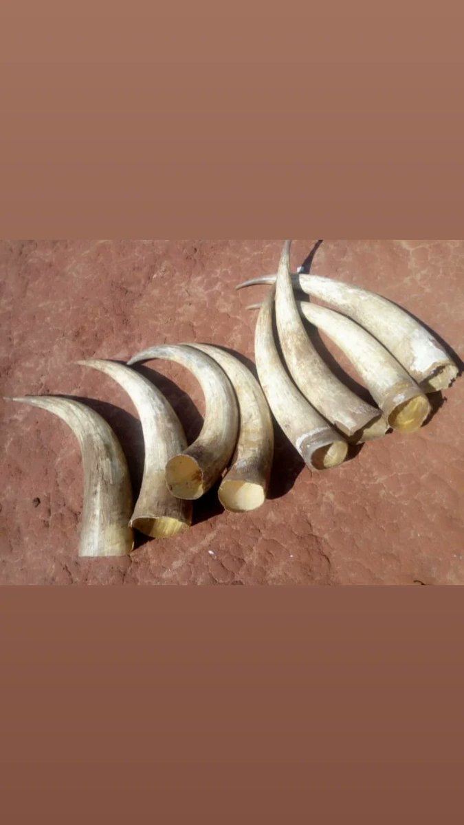 AmosAnatory_'s tweet photo. Tunanunua pembe za ng'ombe kutoka mikoa yote ya Tanzania.

Pembe tunazonunua zinapaswa kuwa na sifa zifuatazo;
- Ziwe nyeupe au za kaki.
- Zisiwe na mistari kwa ndani na nje.
Tazama picha kwa ufafanuzi zaidi.
Tunanunua kwa kilo.
Kilo moja ni Tsh 5,000/=
Wasiliana nasi 0718228088 https://t.co/dBDWpO2cRA