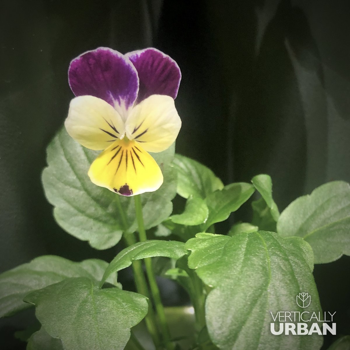 VerticallyUrban's tweet photo. Just shy of 1 week later, the grow wall is filled out and ready to start harvesting from! 😊

There are currently 5 varieties to pick from, including some lovely viola flowers that make a great addition to salads and desserts. 🌿🌼

#caringcompany #ledgrowlights #salads https://t.co/wH1saoU9fR