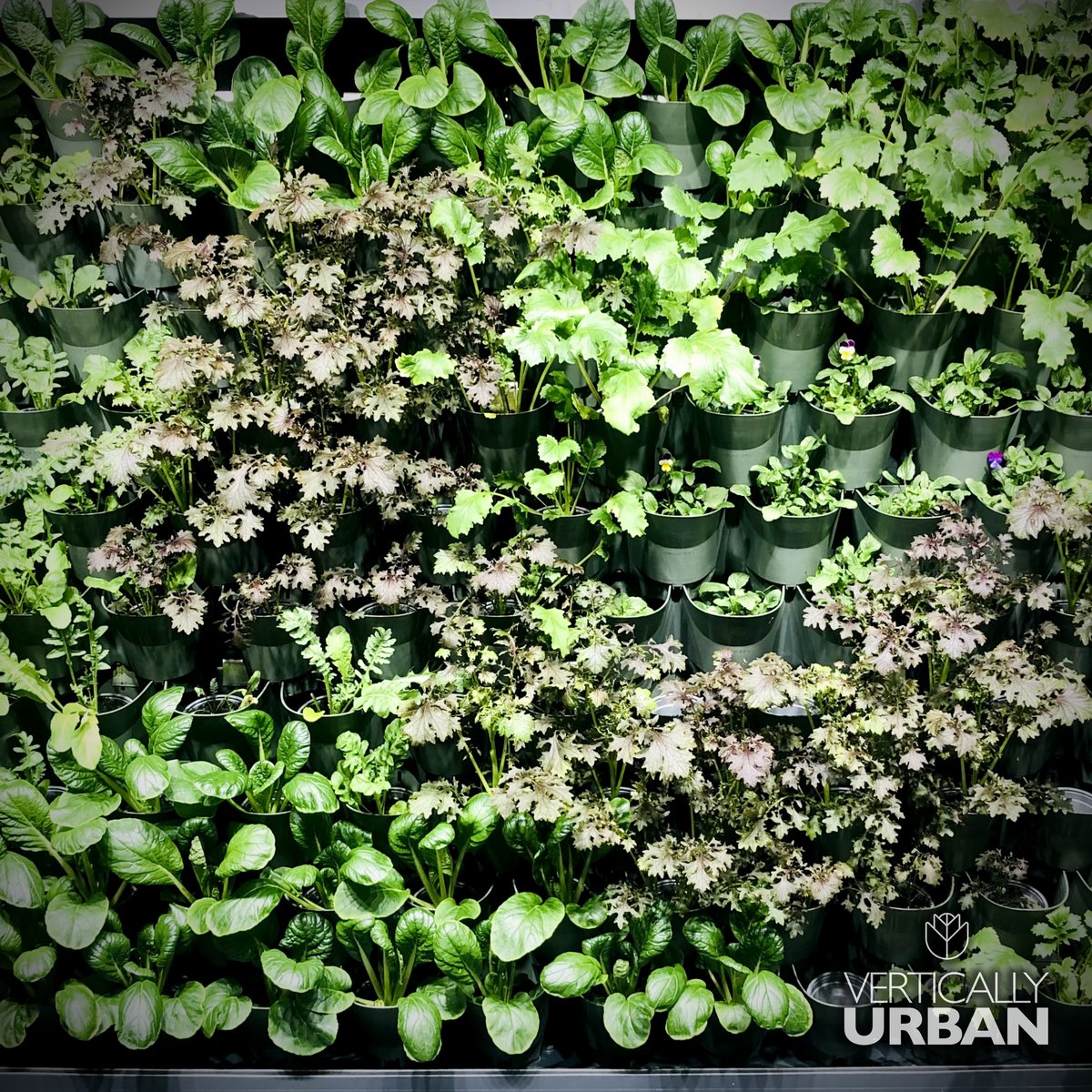 VerticallyUrban's tweet photo. Just shy of 1 week later, the grow wall is filled out and ready to start harvesting from! 😊

There are currently 5 varieties to pick from, including some lovely viola flowers that make a great addition to salads and desserts. 🌿🌼

#caringcompany #ledgrowlights #salads https://t.co/wH1saoU9fR