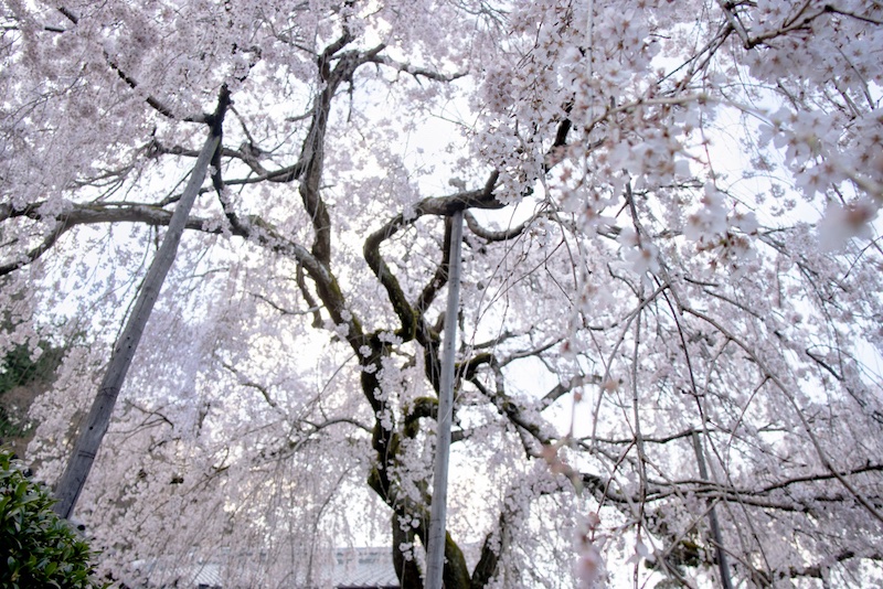 papier_to_puppe's tweet image. 綺麗な枝垂れ桜を見てきました🌸
一緒には行けなかったけど、合成で行った気分になってもらう😂
#myoudoll