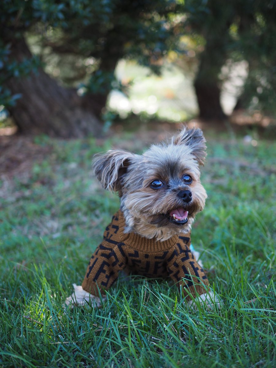 Retweet if you like dogs!