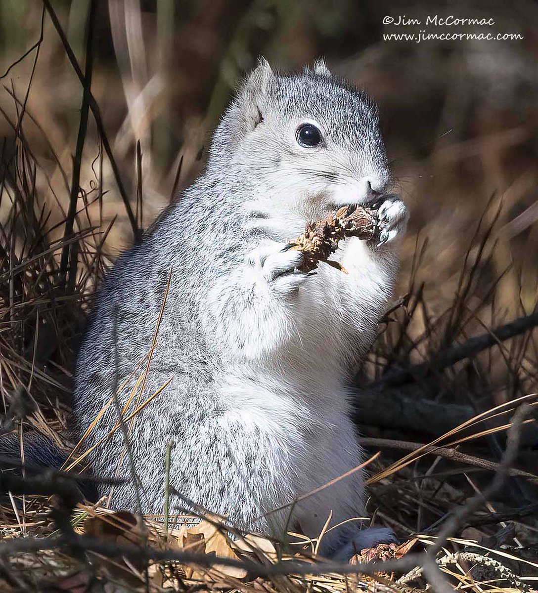 Jim McCormac tweet media