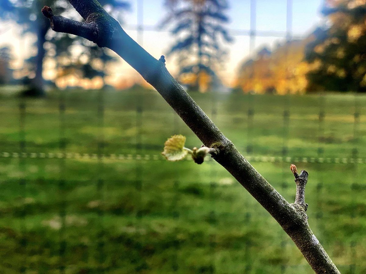 BethMooreLPM's tweet photo. To give you a hint of how sappy I am, I cried taking these pictures today of Beloved, my tiny 16-vine vineyard. The wonder of bud break on hacked branches that couldn’t look any deader is arresting. Early Spring is a zealous young prophet who can’t keep the resurrection a secret. https://t.co/6cQov2jnss