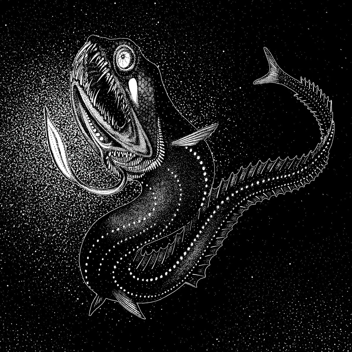 The Black dragonfish (Idiacanthus atlanticus).
The black dragonfish (Idiacanthus atlanticus )
.
#deepseafish #bioluminescence #dragonfish #blackdragonfish #marinebiology #ichthyology #sexualdimorphism #fishillustration #fishart #barbeleddragonfish #sketchafishsunday