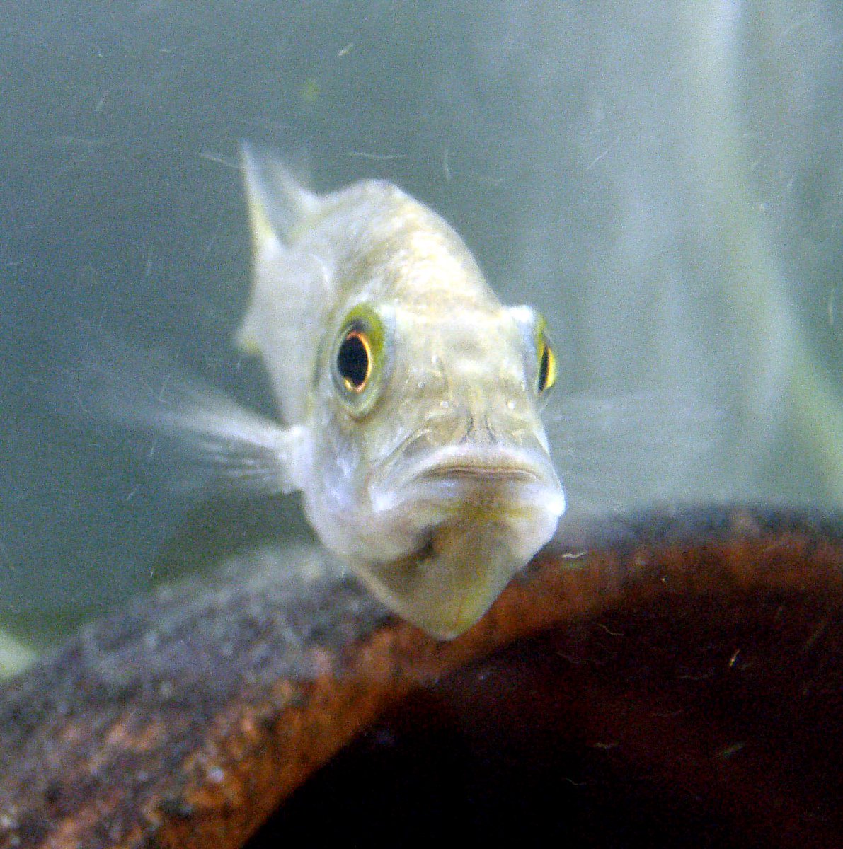 MaruskaLab's tweet photo. Congrats to Emily (@emilyjray21) for receiving a research grant from @AnimBehSociety for her work on parent-offspring recognition in the #mouthbrooding #cichlid! Geaux #Fishes!
@LSU_BioSci @lsuscience https://t.co/Zkpt3j9XFB