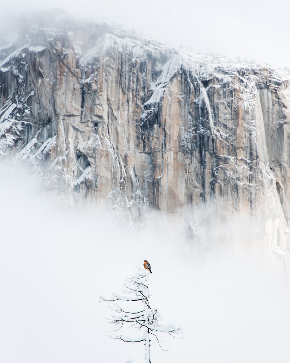 kristopher tweet media