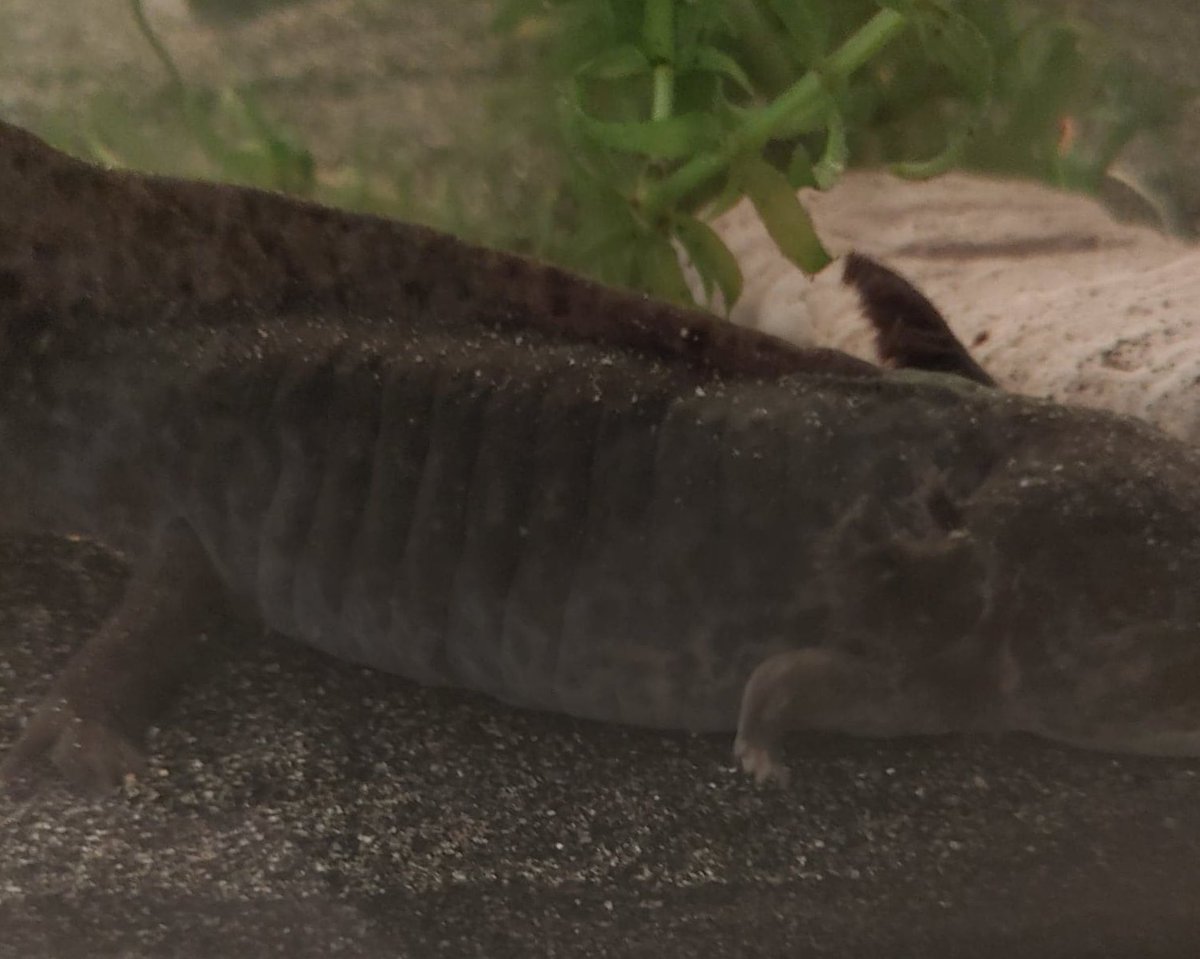 Little update on my girlfriend Jessy: when I first got to know her, she only had a half right front leg, but now it's growing back!! You can see her fingers are growing back at the moment 😃
Soon I'll be able to give my girlfriend a high-five for the first time! 👏#axolotl #cnft