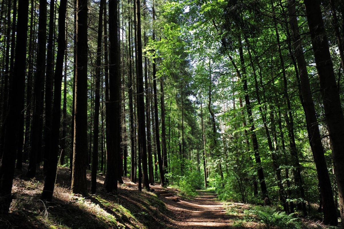 regiongrandest's tweet photo. La filière #forêt-#bois vous intéresse ? 🌳 Ne manquez pas le cours en ligne #MOOC "Comprendre la gestion forestière" @FunMooc :
📆 Du 2 mai au 4 juillet 2022
🕐 15h de formation
⌛ 3h/semaine

Inscrivez-vous 👉 https://t.co/WtgT31Etmj
@AgroParisTech @INRAE_France @ONF_Officiel https://t.co/XhkmvluLqK