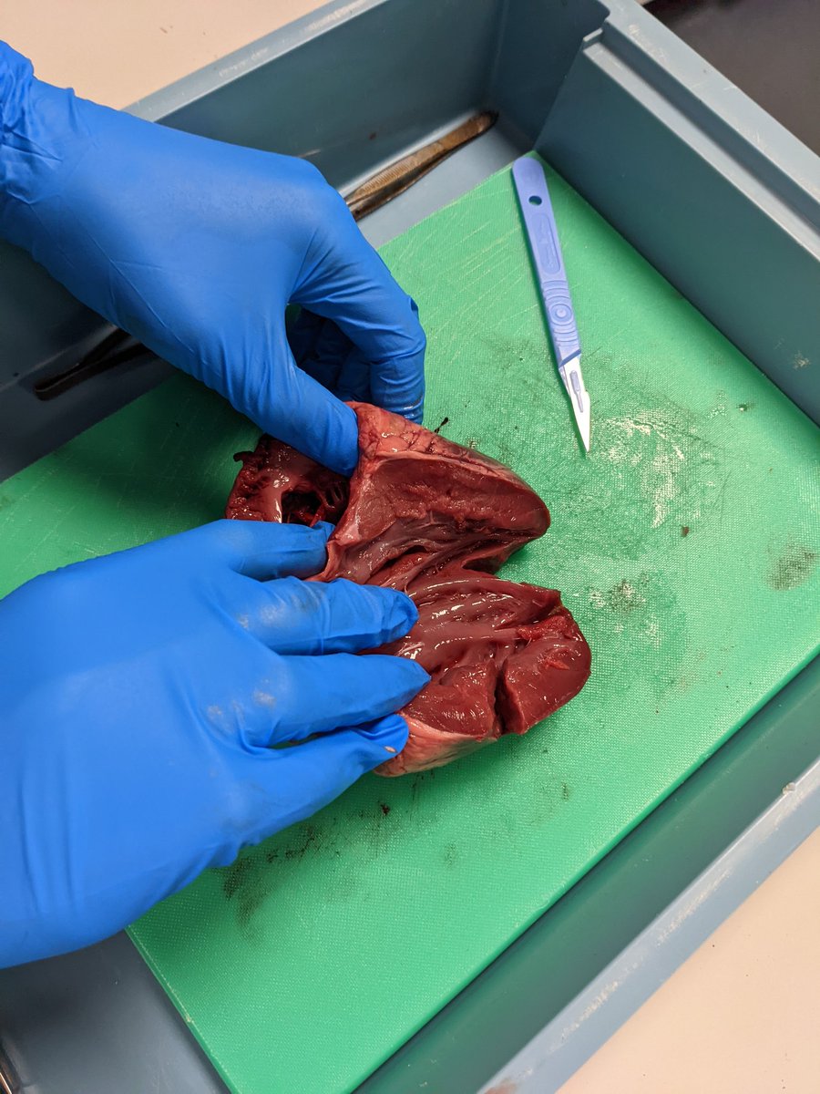LucyRapps's tweet photo. Year 11 identifies the heart vessel by comparing a chicken, lamb, pig and cow hearts @FHSScienceFac @FHSBristol https://t.co/mmeDJ6E4p5