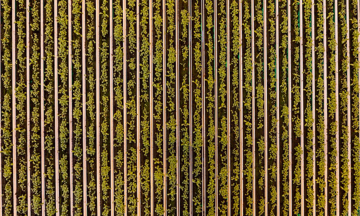 The art of growing greens happening now at a greenhouse near you! Our #Goochland based indoor growing facility is state of the art and now producing ready to eat, locally grown, &amp; fresh #greens 365 days a year! Ask for the best greens on the planet at your favorite grocery store.