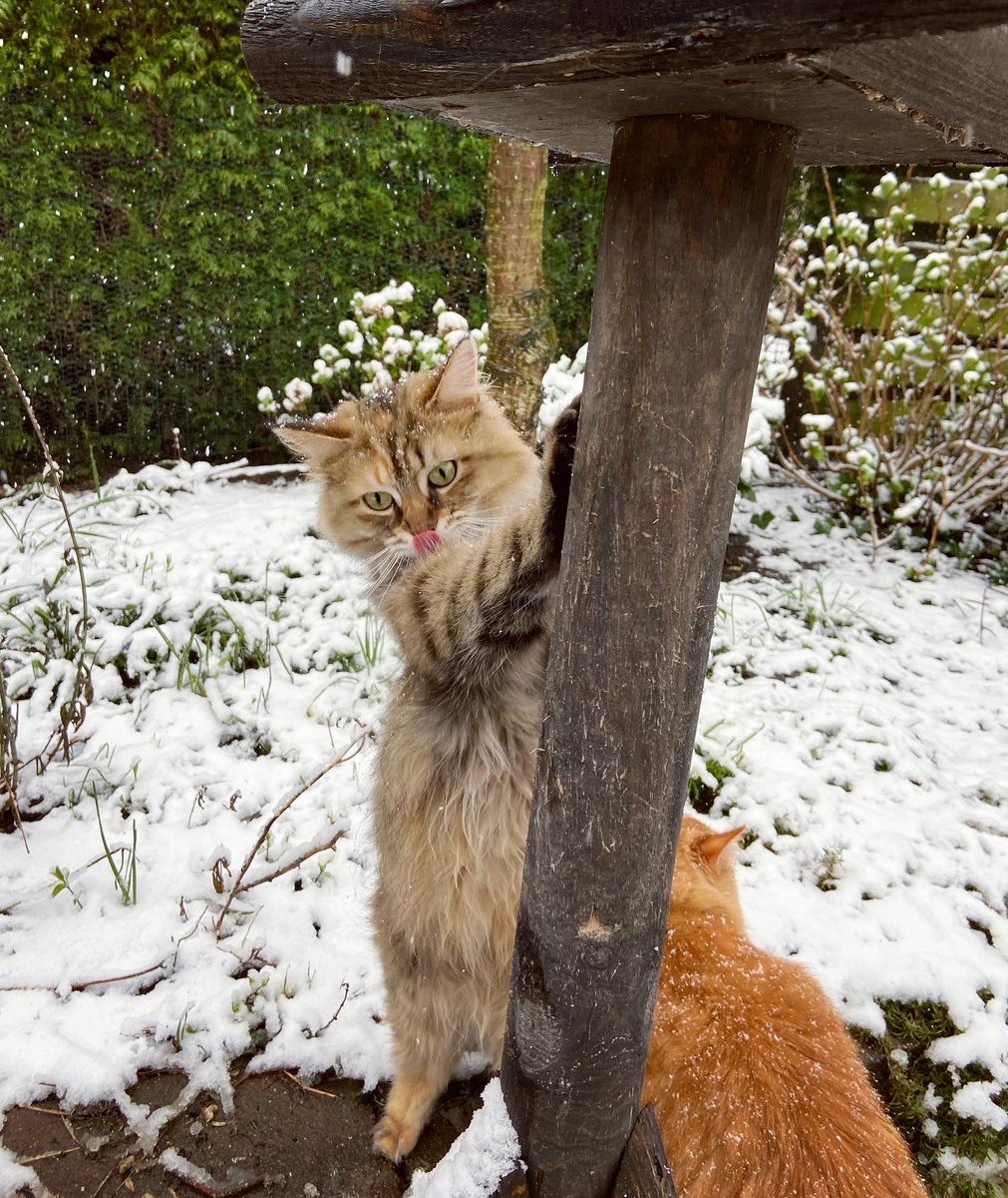 HeKuZa's tweet photo. ❄️😋 https://t.co/Sq5h3pW5Jw