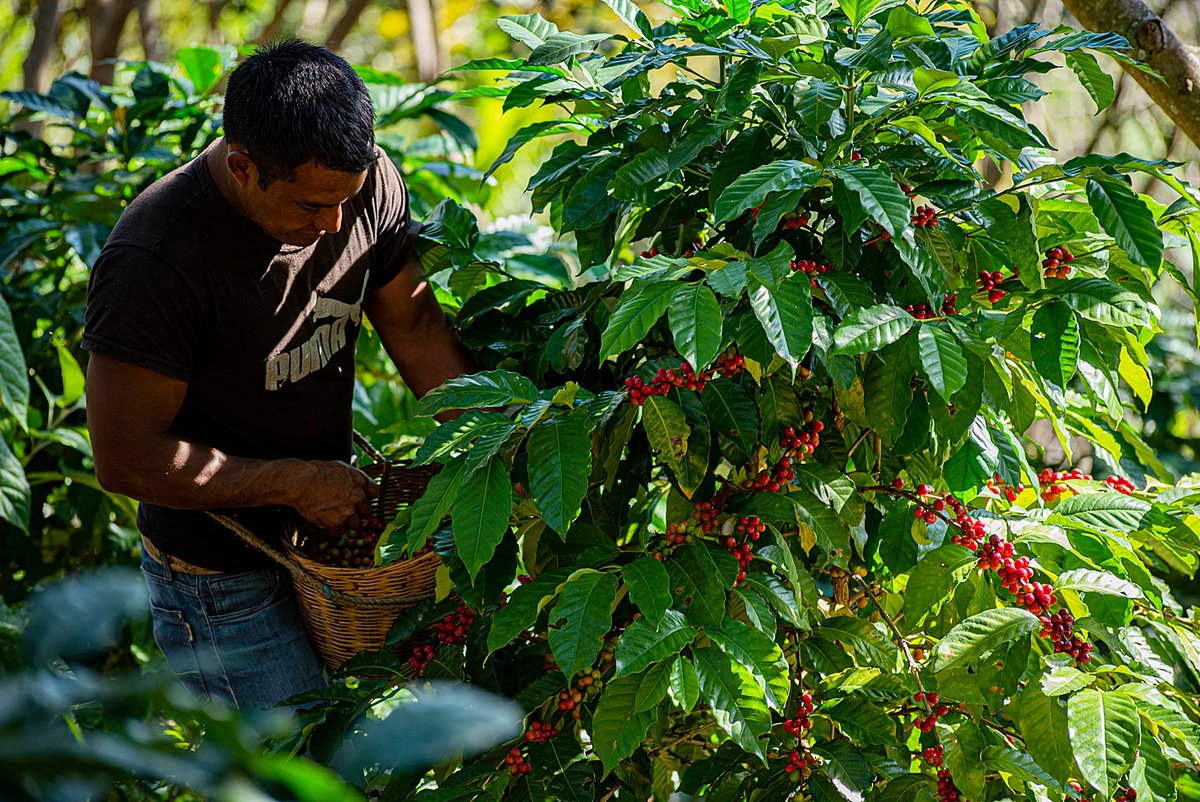 ZapatistaOrg's tweet photo. Cosecha de café en Chenalhó,
estado de Chiapas, marzo 2022.
Foto por ©Carlos Lopez,
desde: https://t.co/wa9WIsVsZU https://t.co/oZHRvVSxW1