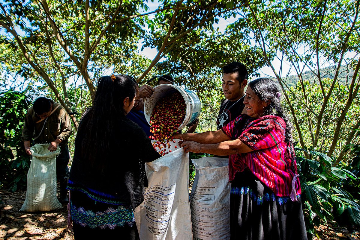ZapatistaOrg's tweet photo. Cosecha de café en Chenalhó,
estado de Chiapas, marzo 2022.
Foto por ©Carlos Lopez,
desde: https://t.co/wa9WIsVsZU https://t.co/oZHRvVSxW1