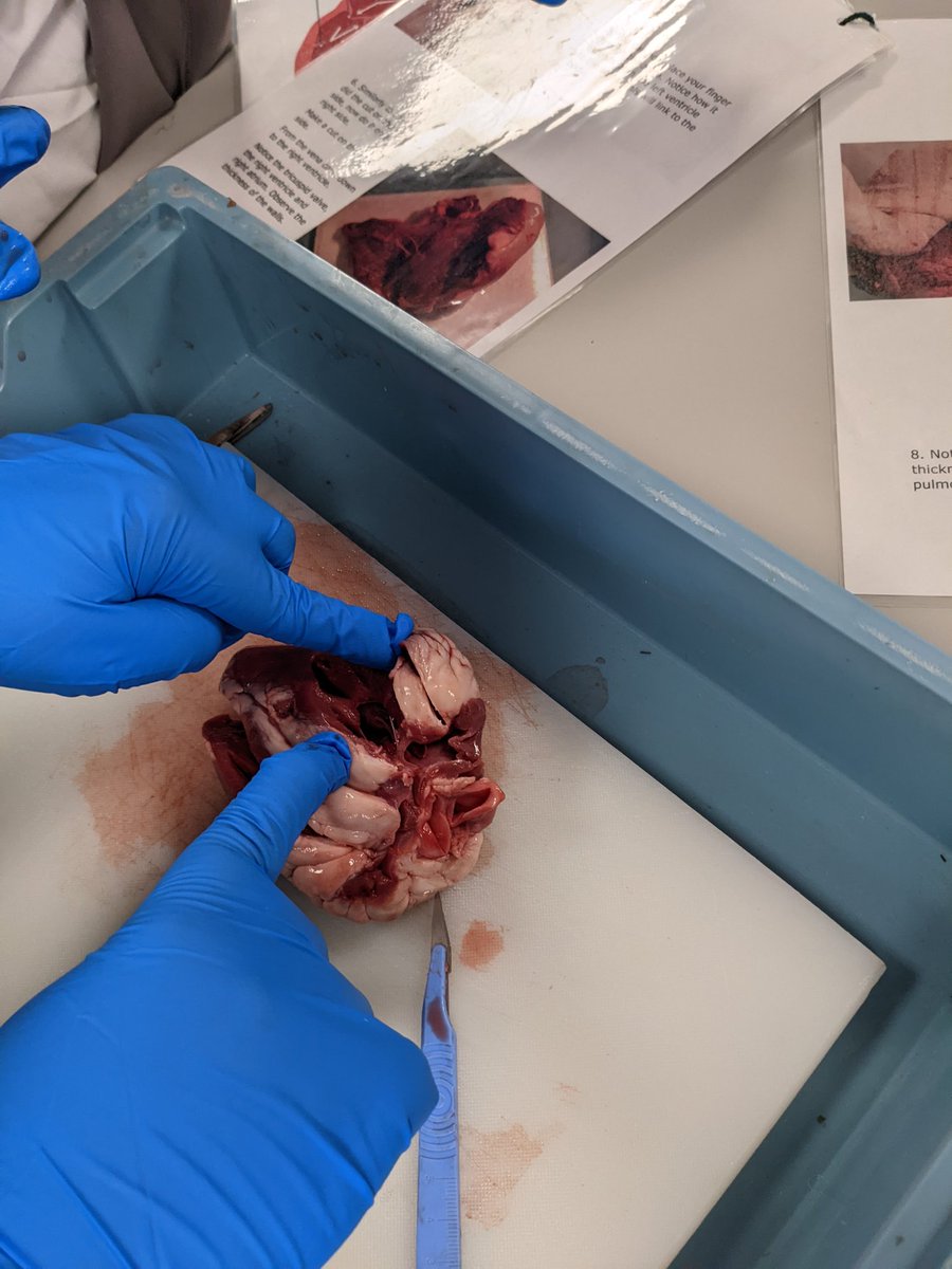 LucyRapps's tweet photo. Year 11 identifies the heart vessel by comparing a chicken, lamb, pig and cow hearts @FHSScienceFac @FHSBristol https://t.co/mmeDJ6E4p5
