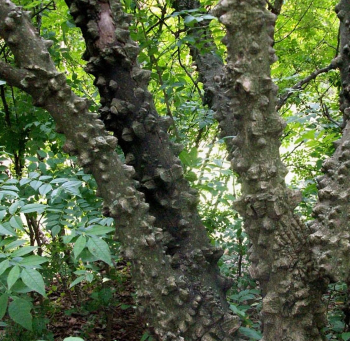 OSUMedPedsRes's tweet photo. Med Trivia Thursday!
Toothache Trees🦷🌲(Hercules Club, Z clava-herculis), species of ash in the SE US, was chewed by Native Americans for local analgesia. OH-a-sanshool (alkylamide in bark &🌿) inhibits voltage-gated Na channels of mechanosensory neurons
#MedTwitter #MedTrivia https://t.co/gNi0SVDsBf