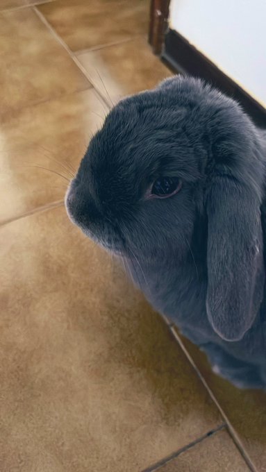 Are you bringing food now? Do the bnnuy see you? You are still not feeding him You are making him know
