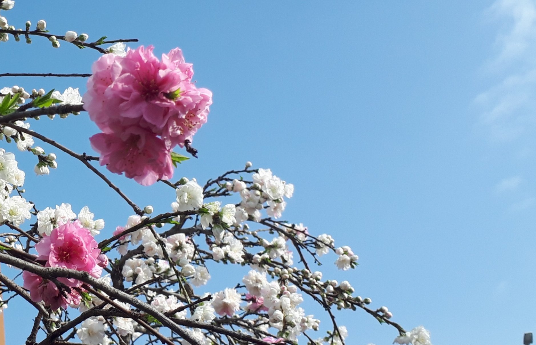 メルヘン同盟 Twitter Search Twitter