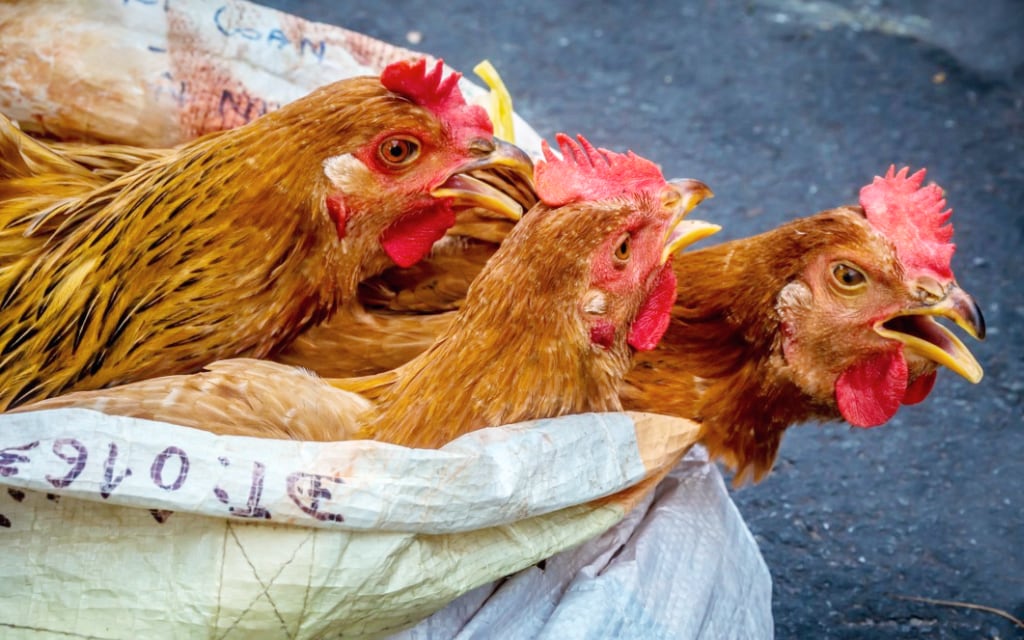 gruntvegan tweet media