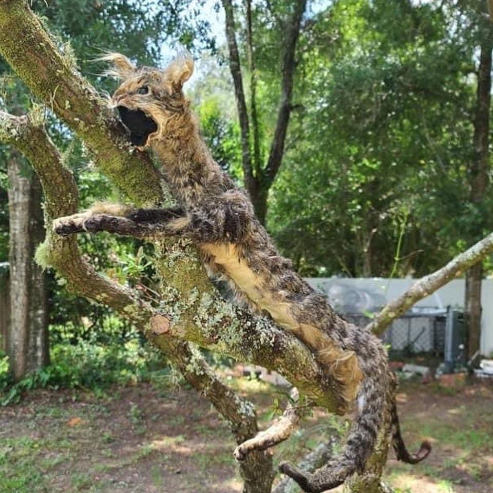 JoestarJospio's tweet image. Jvais tout casser mon frère à essayé d’empailler notre chat..