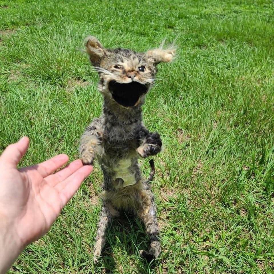 JoestarJospio's tweet image. Jvais tout casser mon frère à essayé d’empailler notre chat..