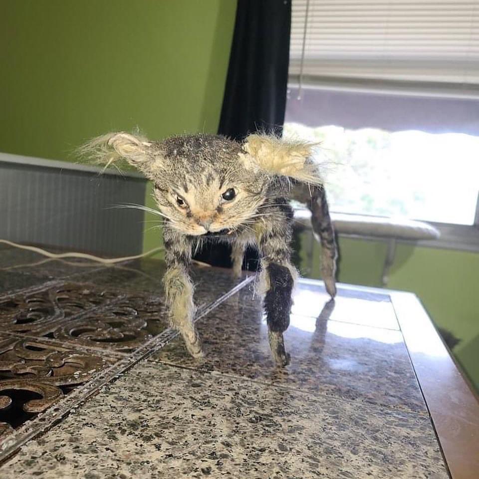 JoestarJospio's tweet image. Jvais tout casser mon frère à essayé d’empailler notre chat..