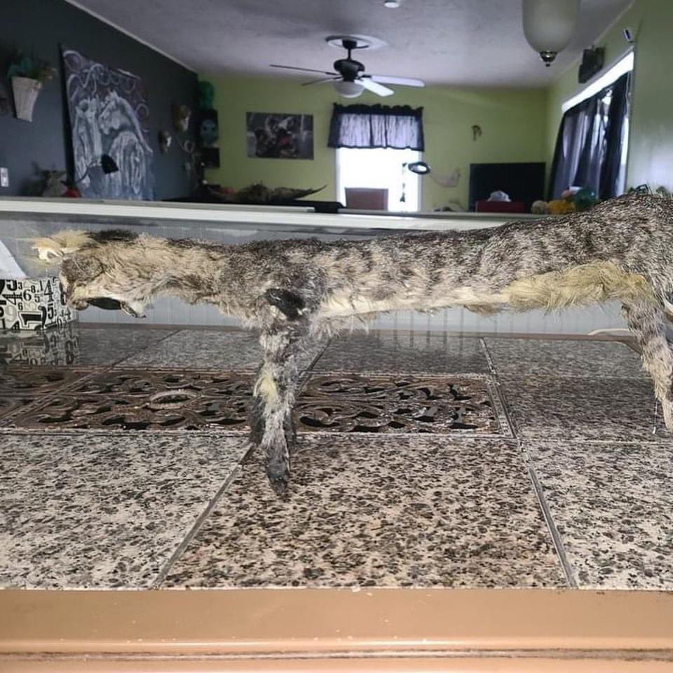 JoestarJospio's tweet image. Jvais tout casser mon frère à essayé d’empailler notre chat..