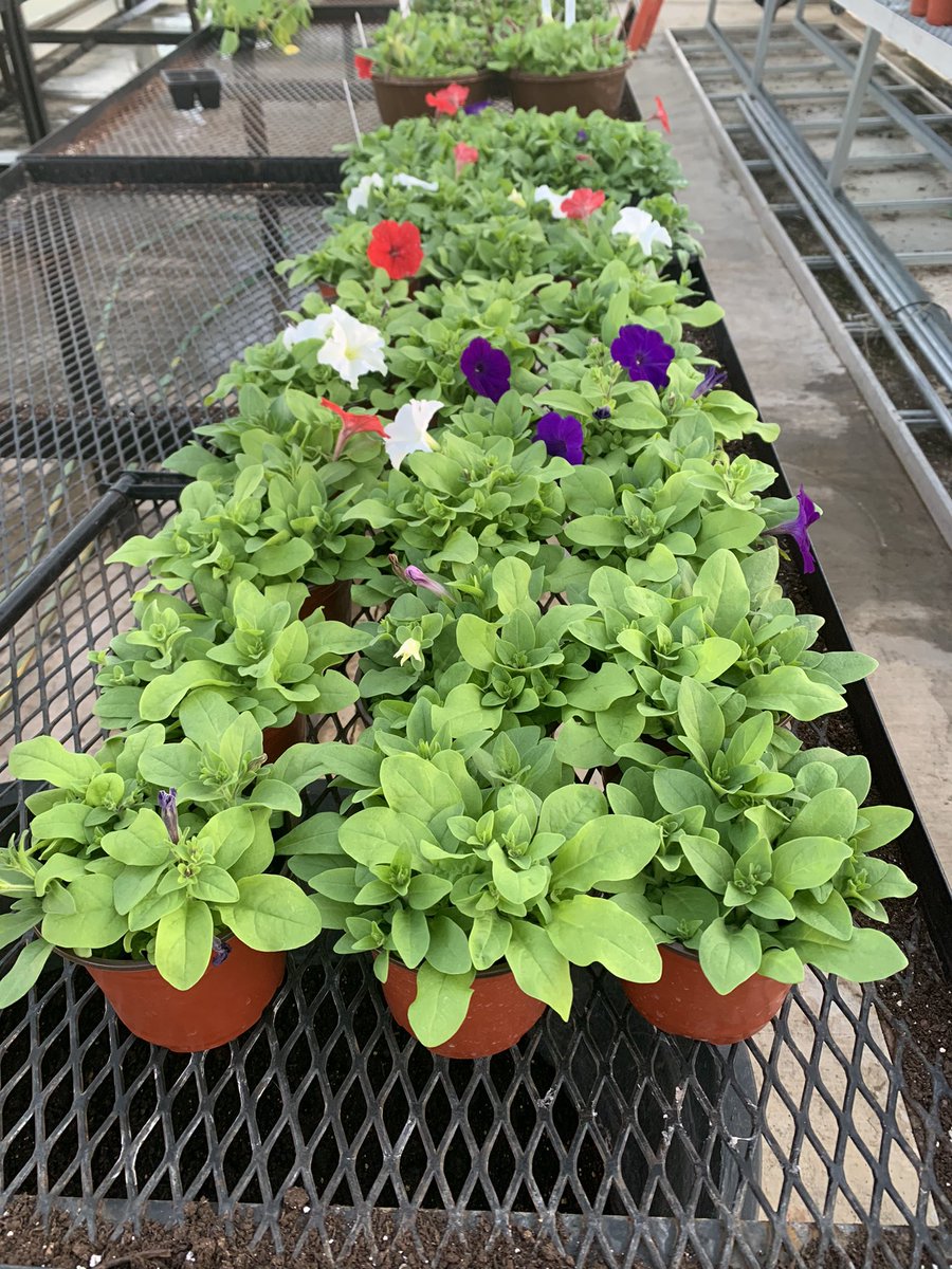 The greenhouse will open for sales on Monday, April 4! Stop by during 1st, 3rd, or 4th periods!