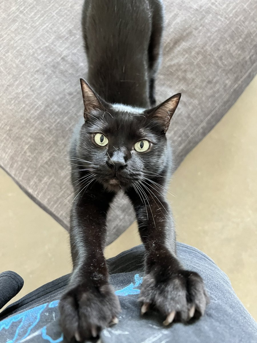 idiotpeach's tweet photo. meet Oliver. Met him at a family friend’s house.
Meows quite a bit and chases after you.

great cat. https://t.co/l5A8p7TeUo