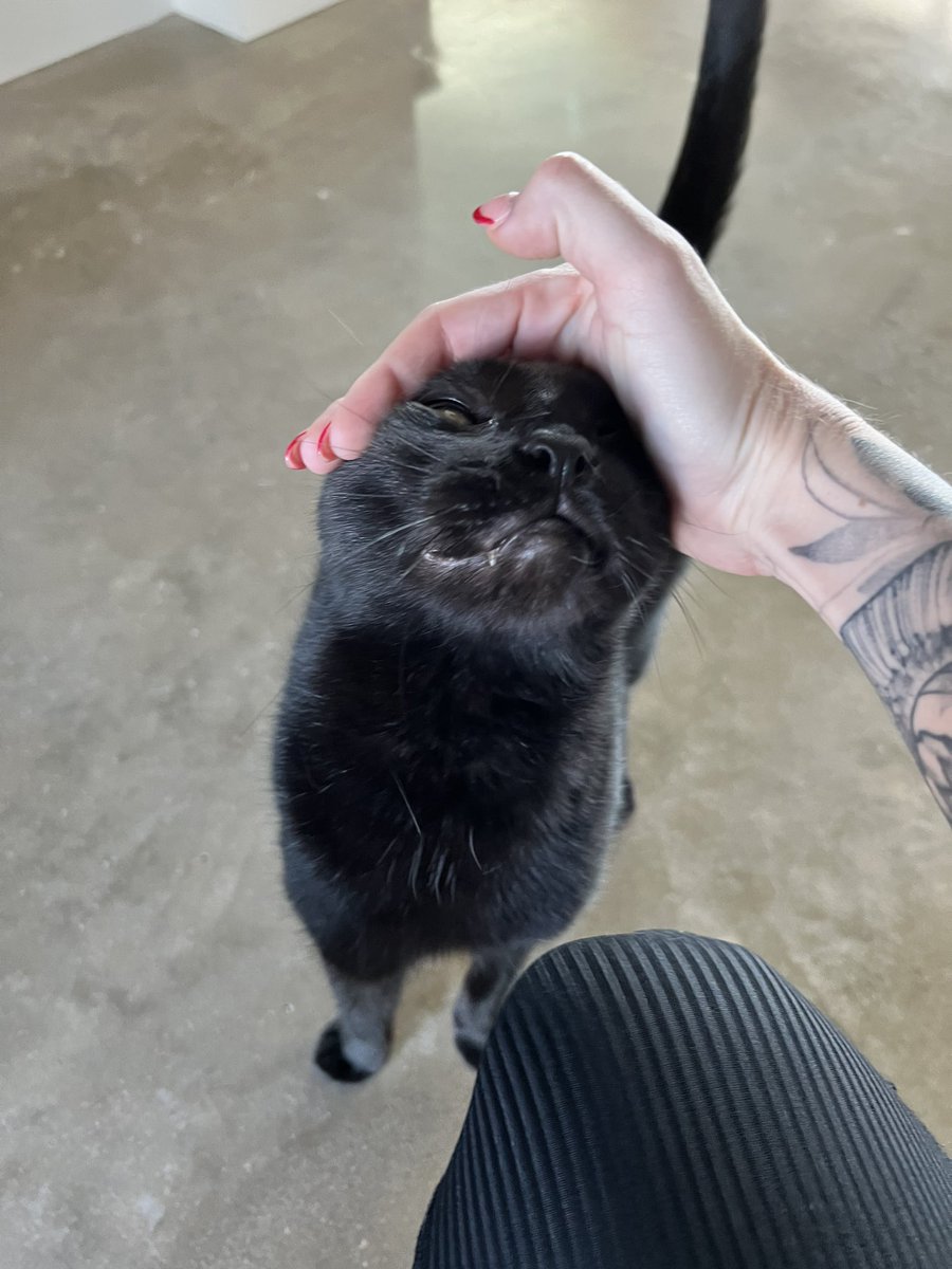 idiotpeach's tweet photo. meet Oliver. Met him at a family friend’s house.
Meows quite a bit and chases after you.

great cat. https://t.co/l5A8p7TeUo
