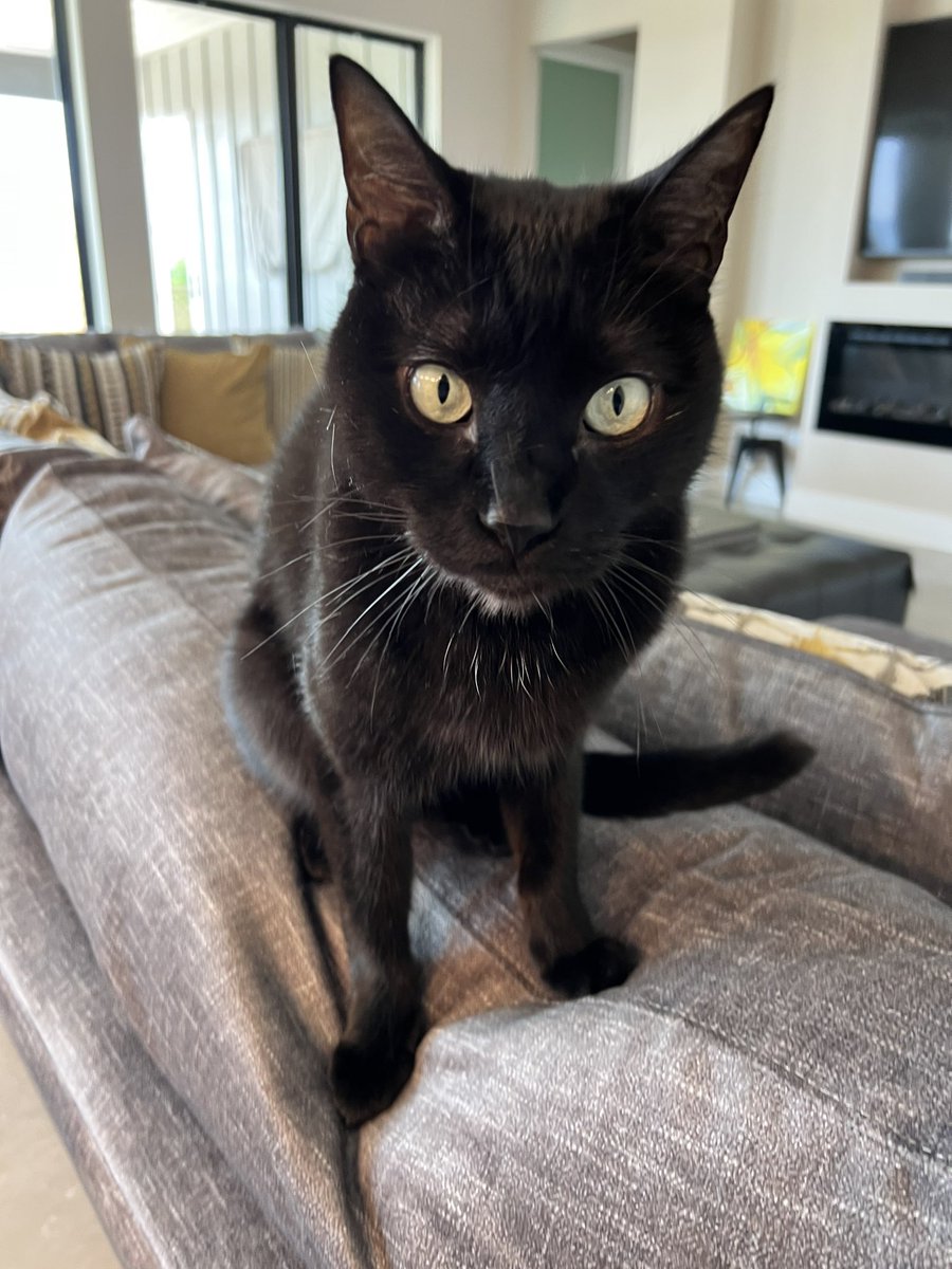 idiotpeach's tweet photo. meet Oliver. Met him at a family friend’s house.
Meows quite a bit and chases after you.

great cat. https://t.co/l5A8p7TeUo