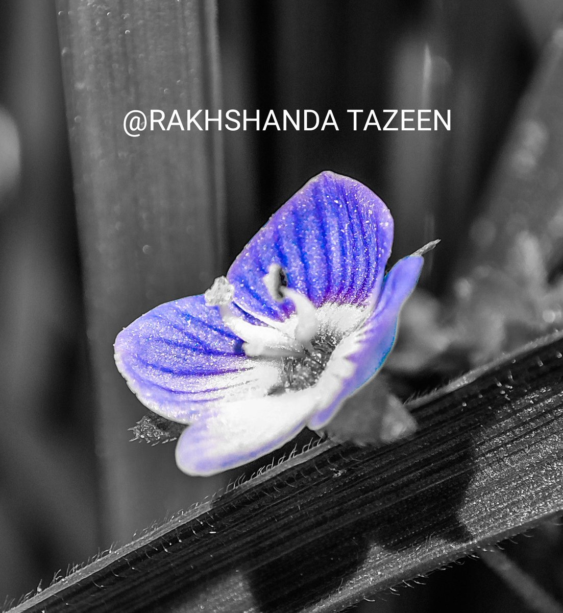 Blossom by blossom the spring begins
#photo #Picrew #FridayFeeling #quote #quotes #photographer #photography #Flowers #Kashmir #lifestyle #LOVEDIVE  #SpringStatement #Hillsong
P. C. <a href="/Rakhshanda08/">Er. Rakhshanda Tazeen</a>